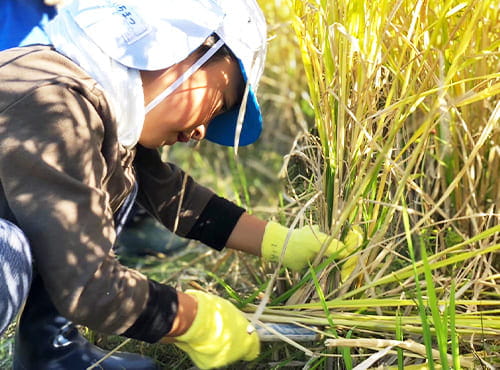 帽子と手袋を着用した子どもが田んぼで稲刈りに挑戦している様子